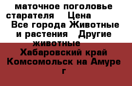 маточное поголовье старателя  › Цена ­ 2 300 - Все города Животные и растения » Другие животные   . Хабаровский край,Комсомольск-на-Амуре г.